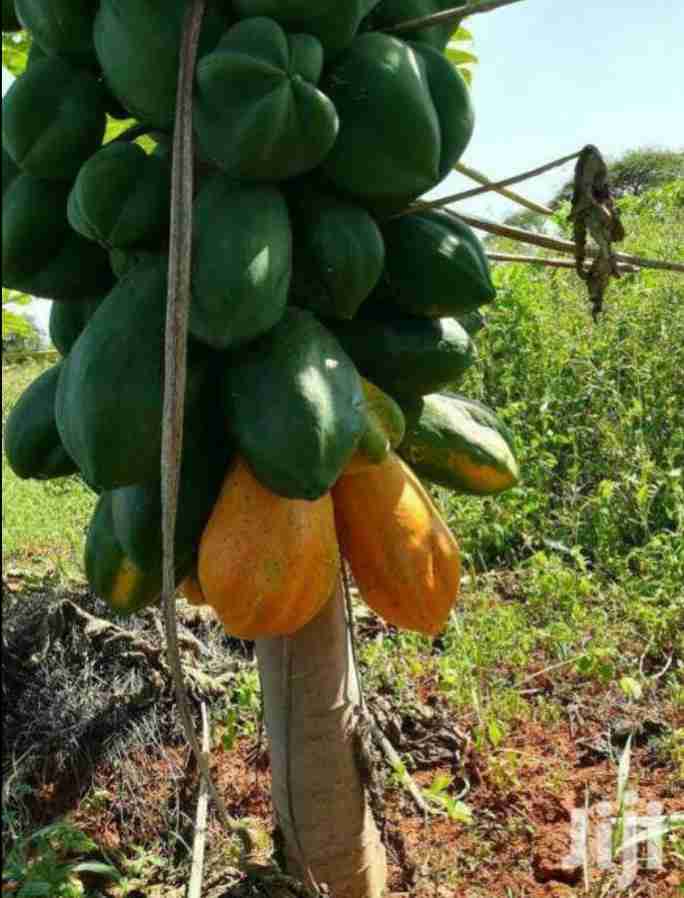 Paw Paw