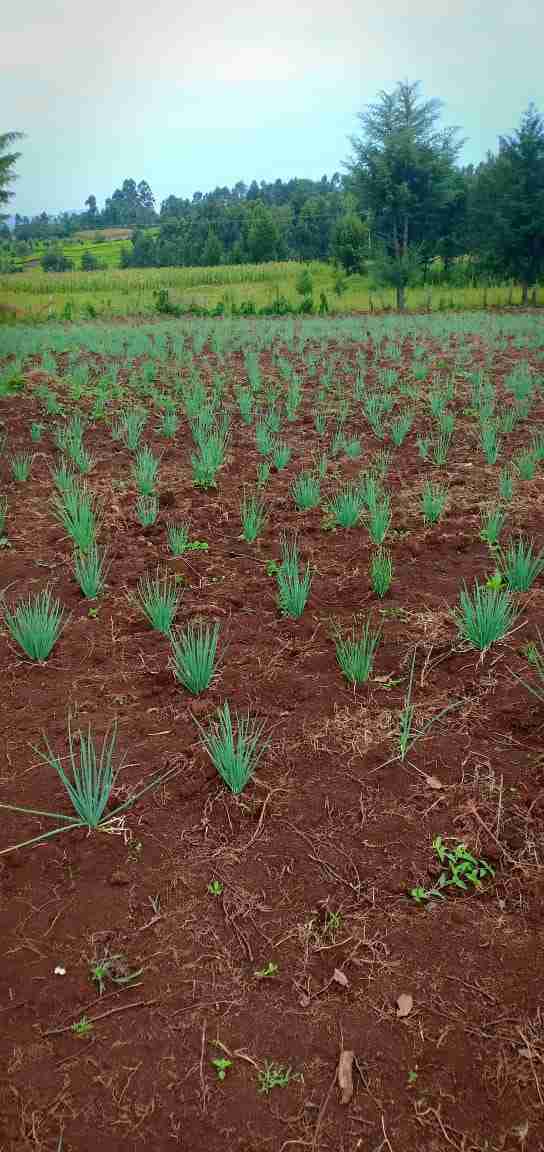 Spring Onions