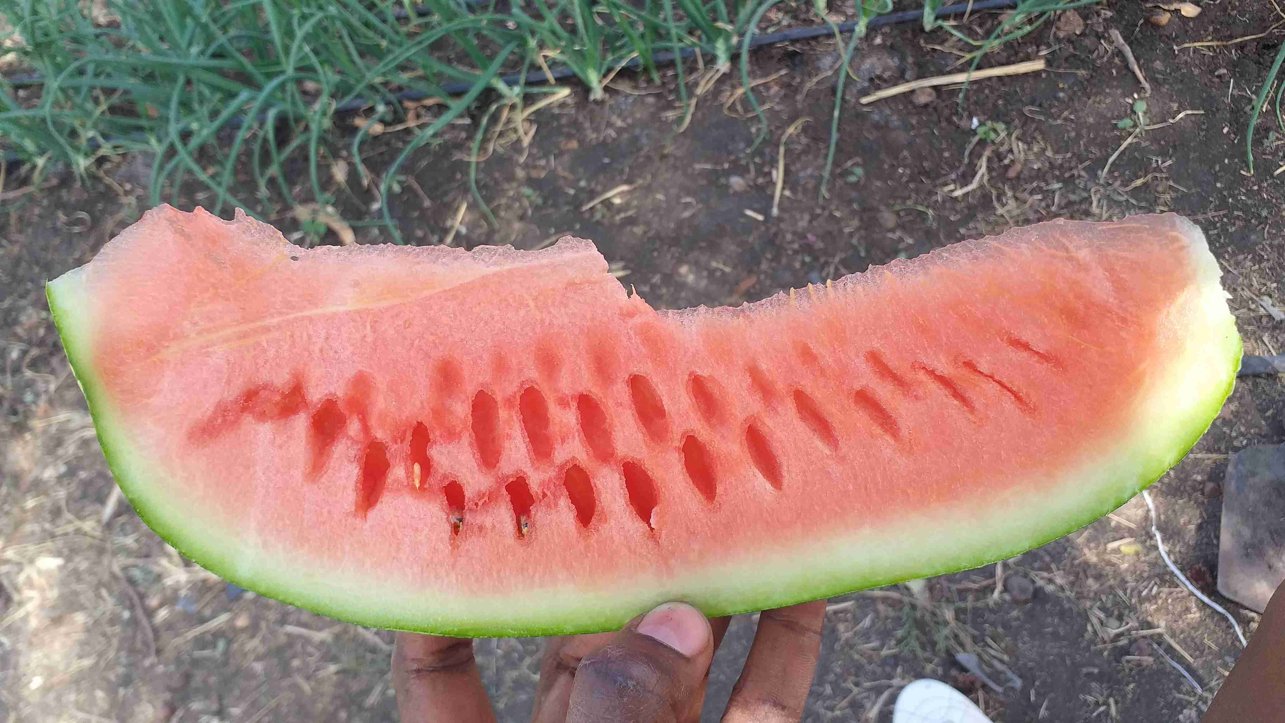 watermelons