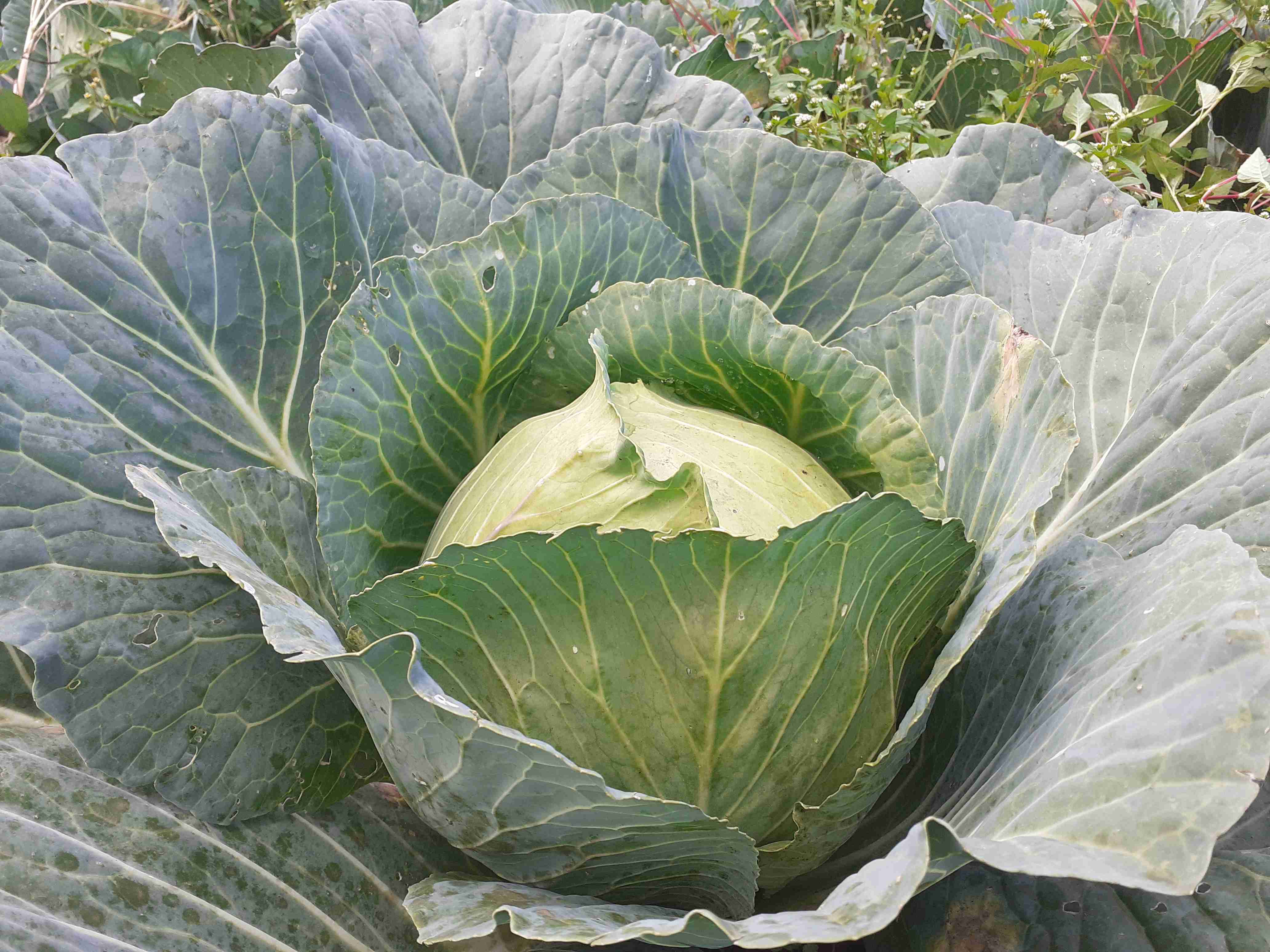 Cabbages