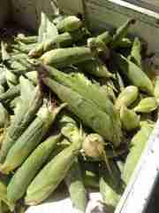 green maize