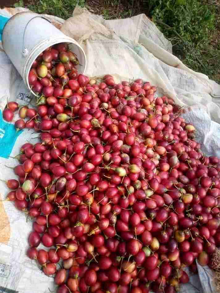 Tree Tomatoes