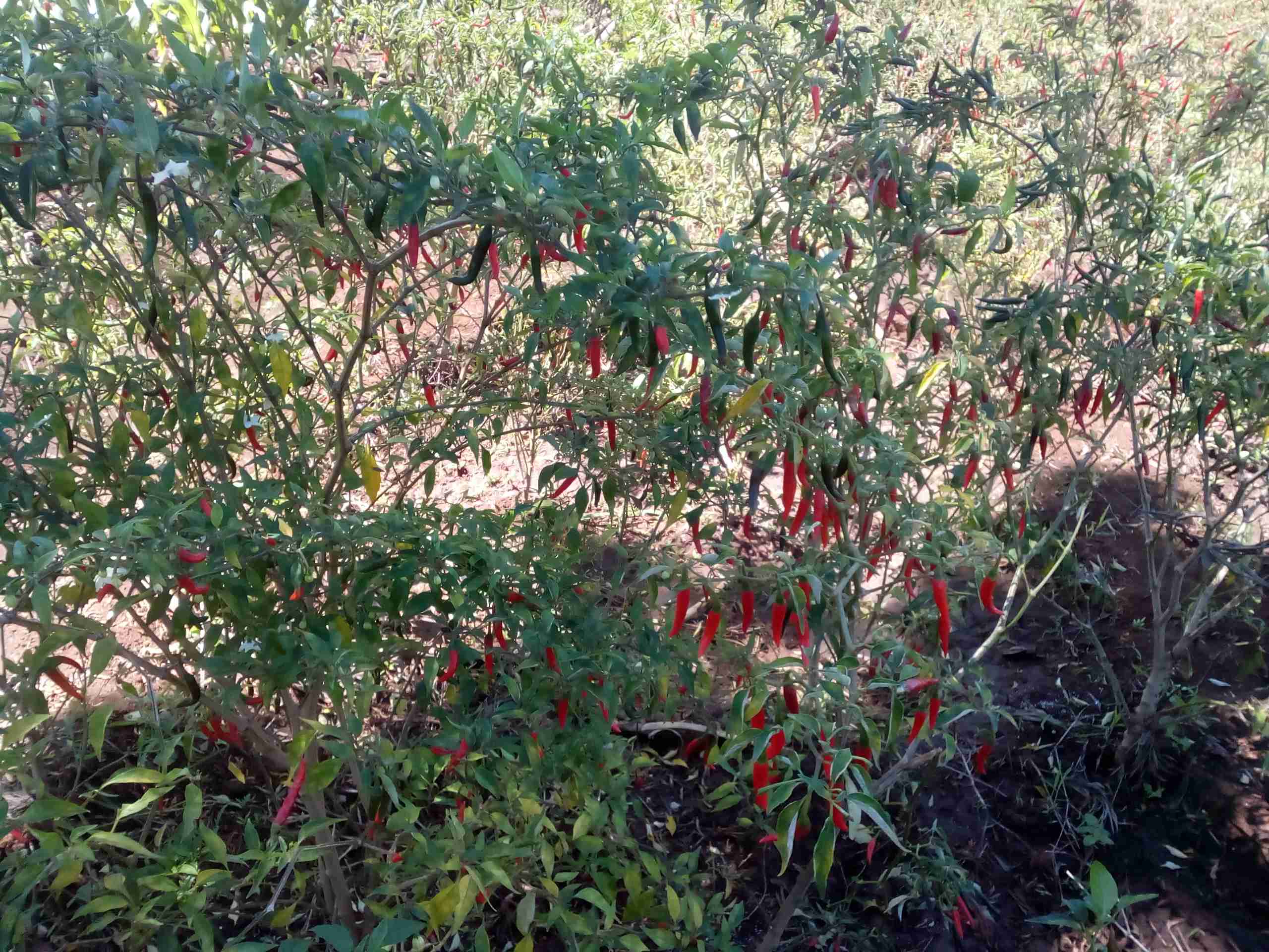 bird eye chili