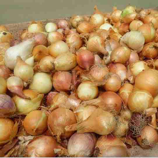Red and White Onions