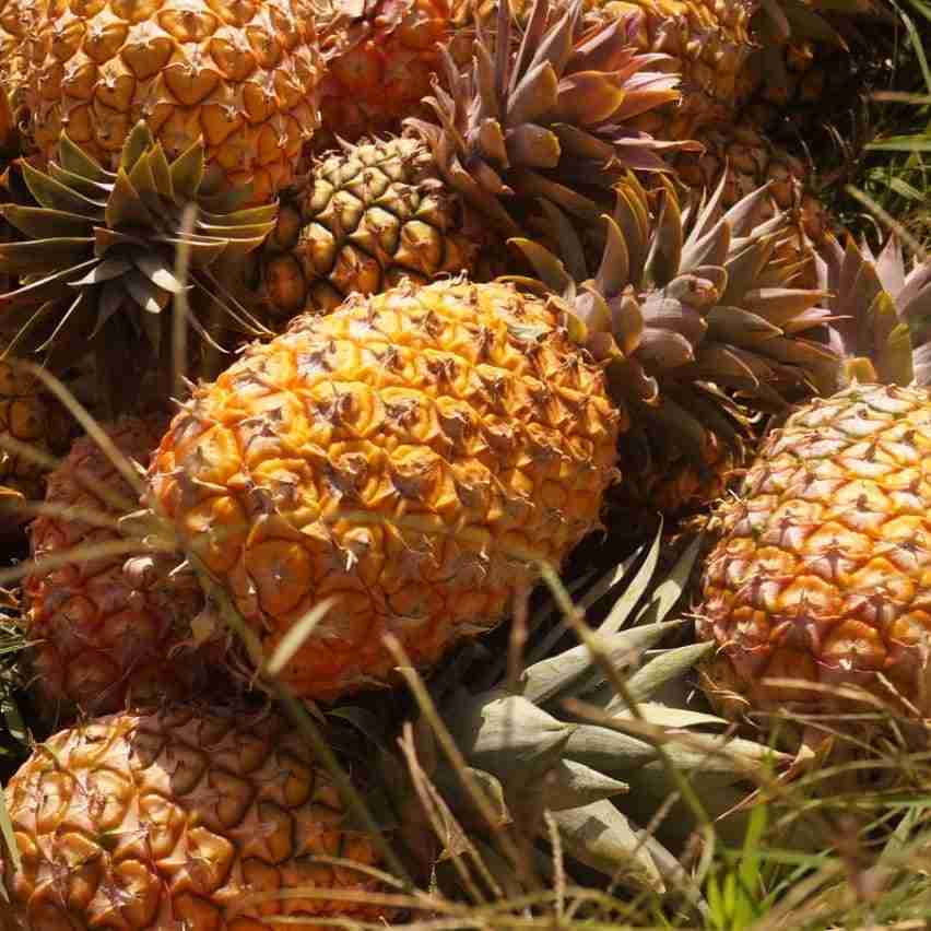 Pina apples