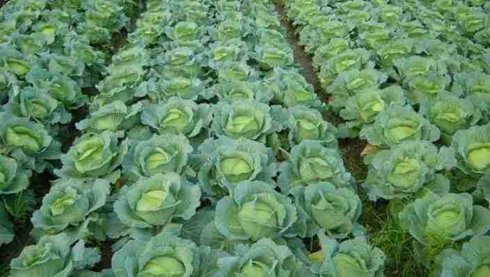 cabbage