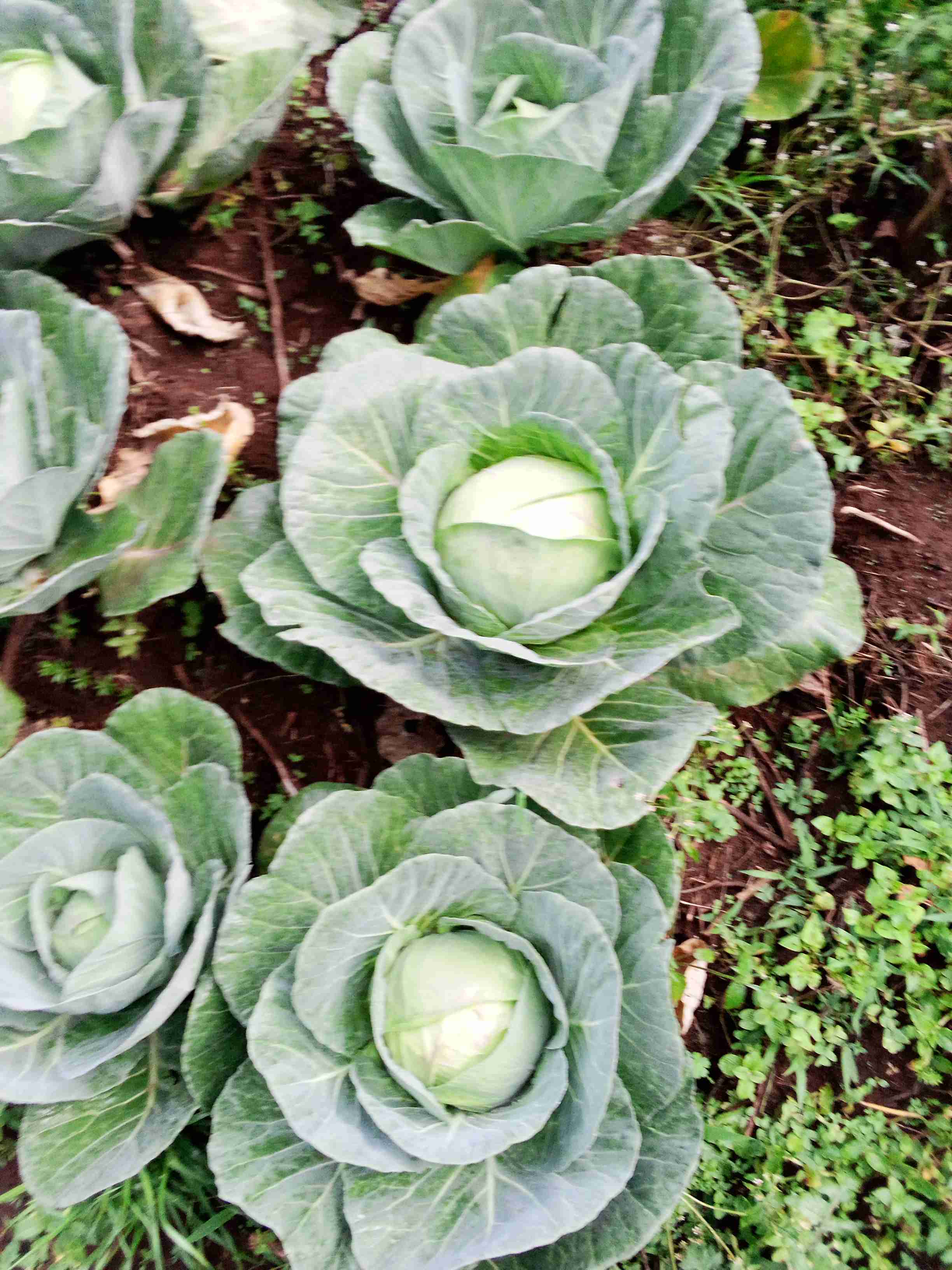 Cabbages