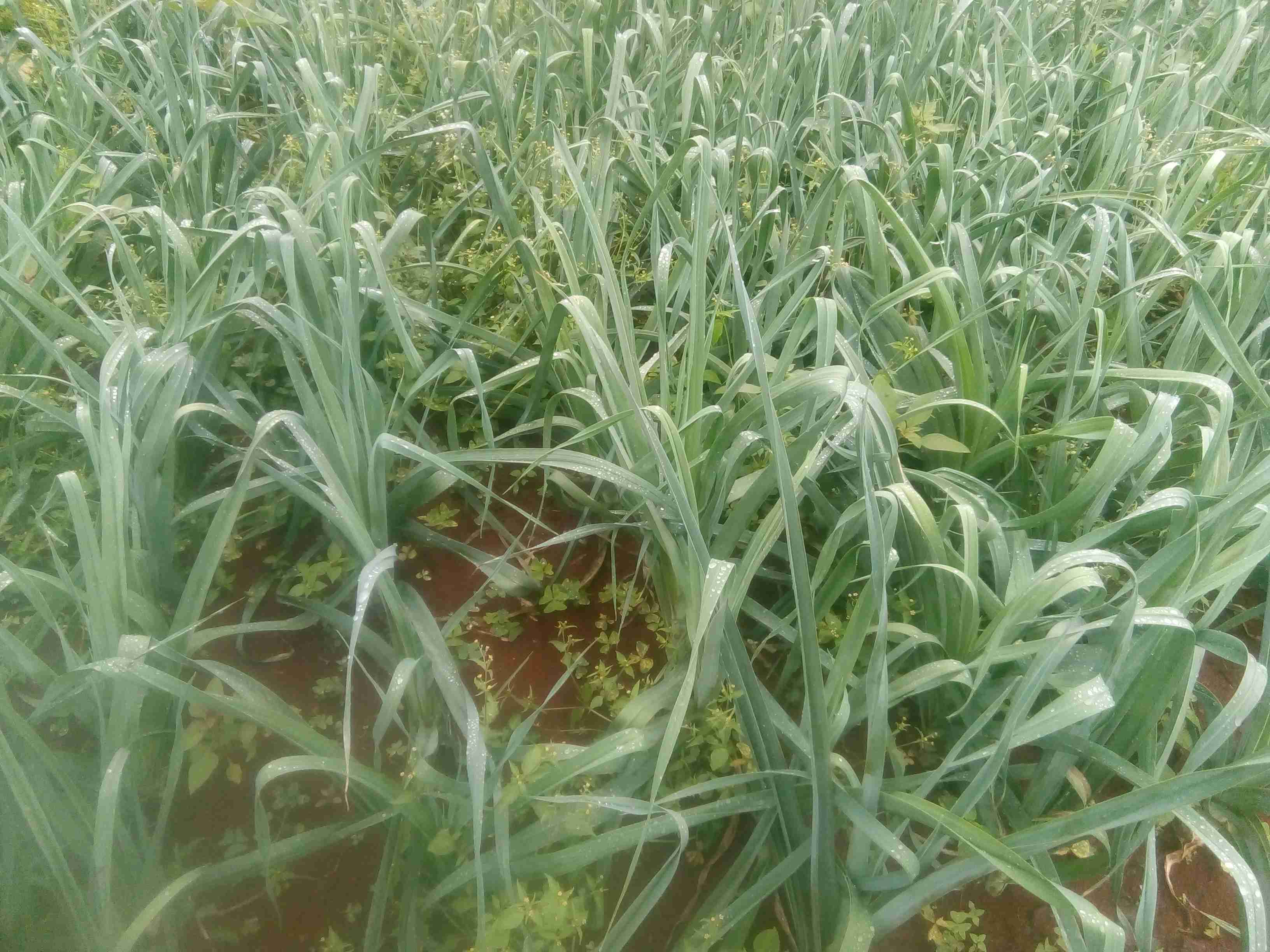 Leeks