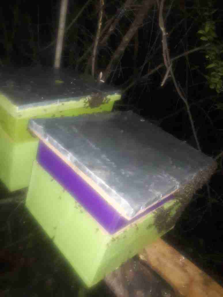 Beehives and Bees