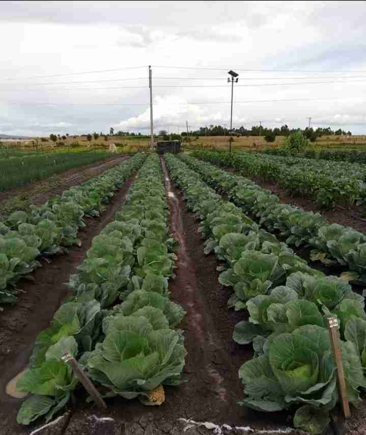Cabbages