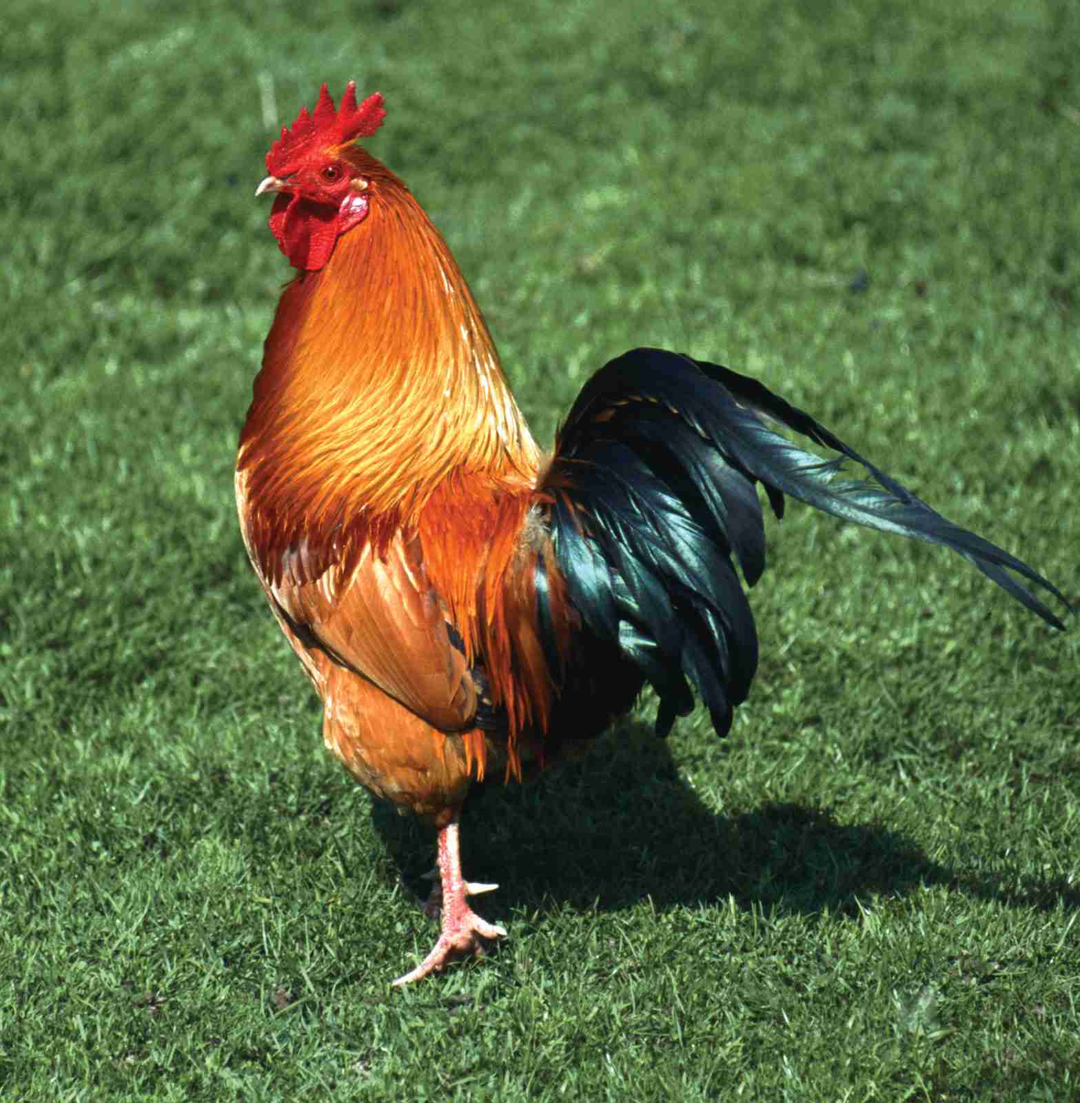 chicken