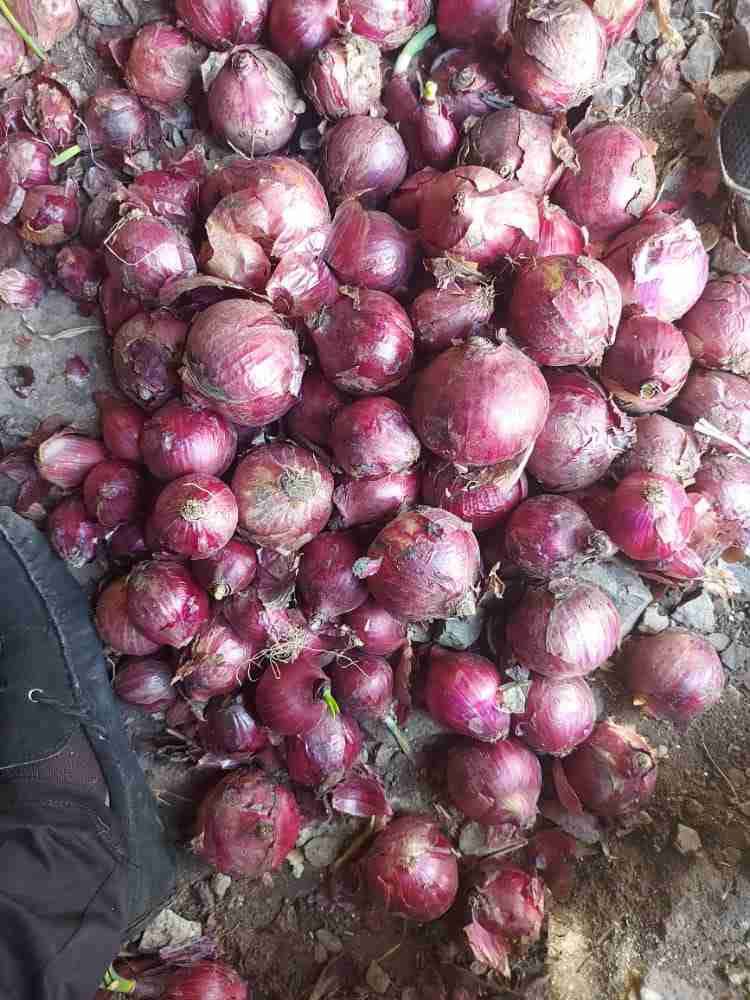 Onions