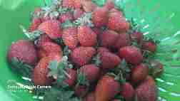 strawberry