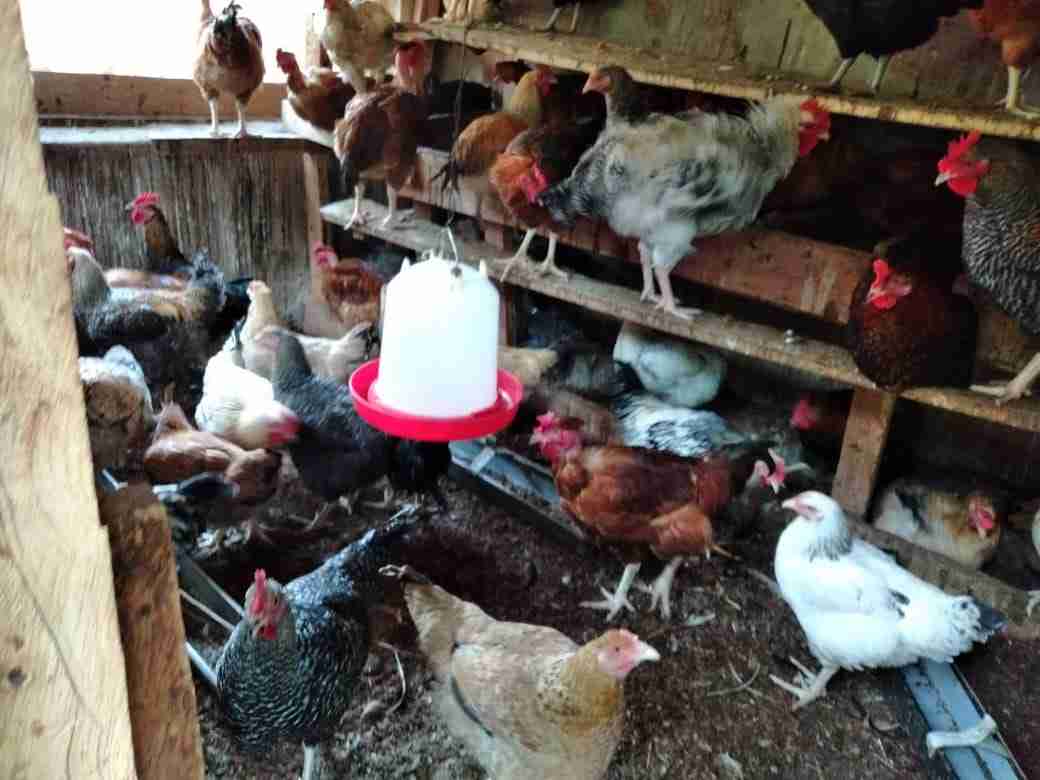Chickens ðŸ“