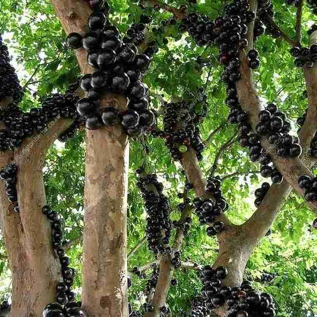 Jabuticaba