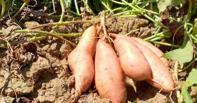 Complete guide on Sweet Potato farming in Kenya