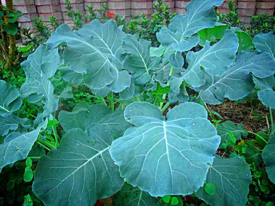 WHO warns that eating sukuma wiki leads to arrogance
