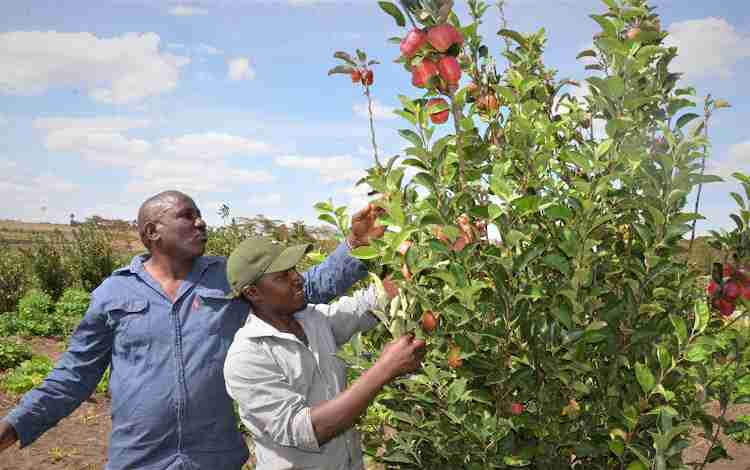 Nyeri Farmer Finds Fortune in Fruit Farming