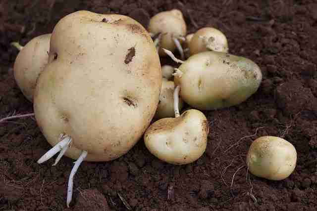 Managing Seed Potato - Video Tutorial
