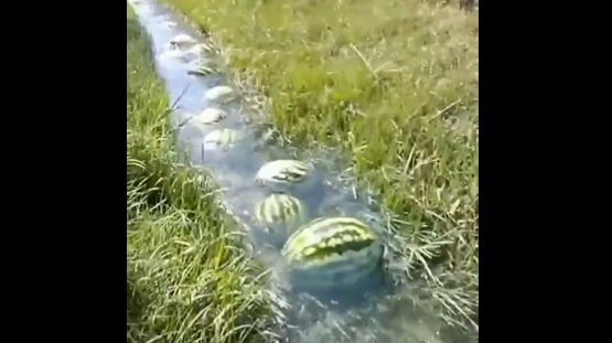 Innovative transportation system that uses water to transport thousands of watermelons