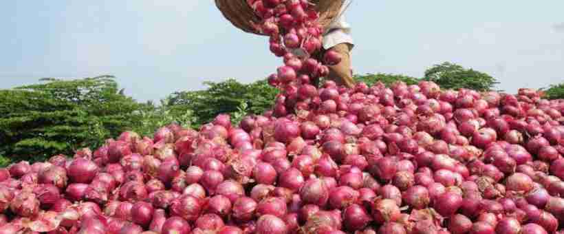 A beginners guide to onion farming in Kenya