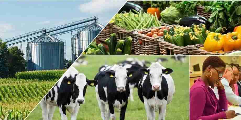 5 Profitable Farming Ideas in Kenya for 2023