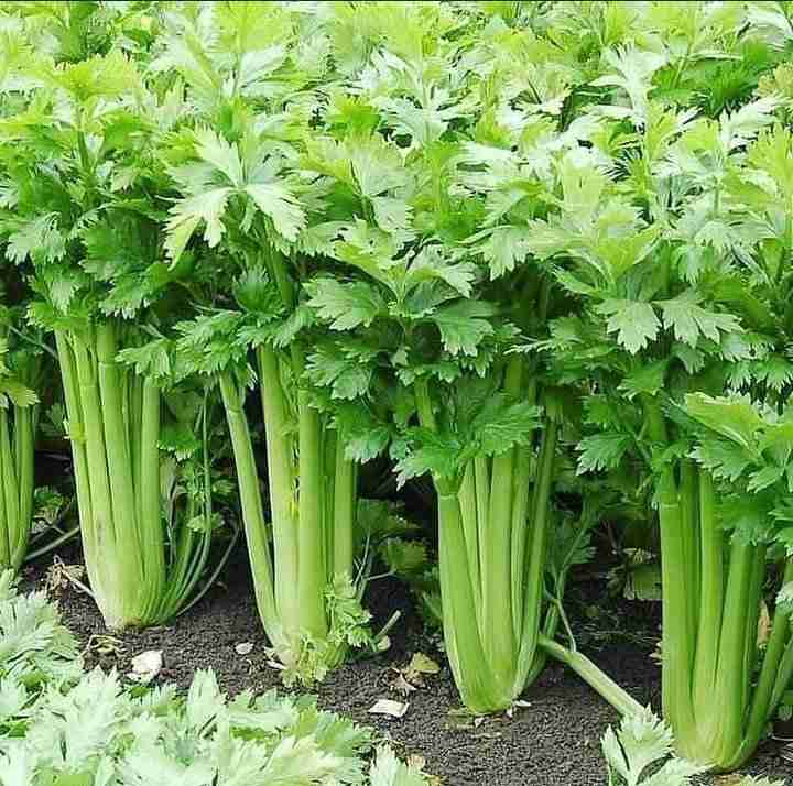 From Seed to Stalk: A Guide to Planting and Growing Celery at Home
