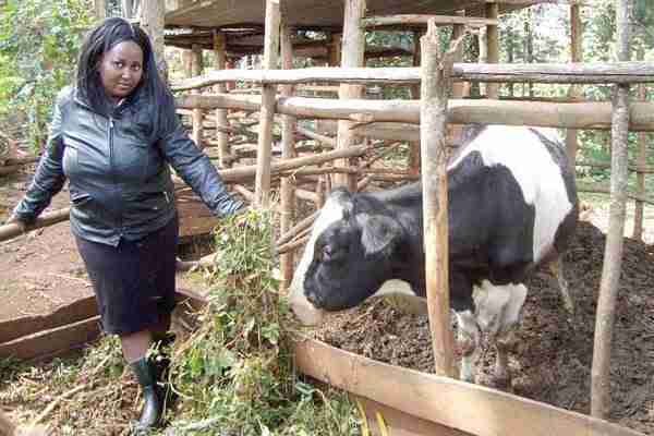 MAKERERE BEAUTY SETS UP DAIRY FARM IN KENYA