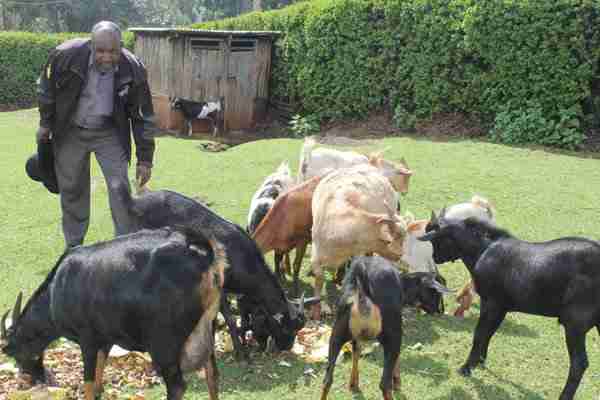 Vet on call: Enemy within your goat herd