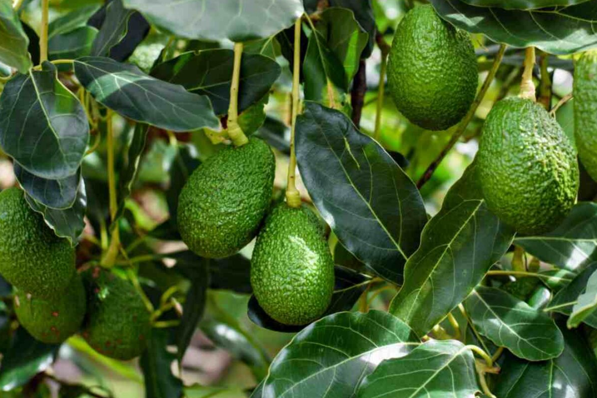 Avocados