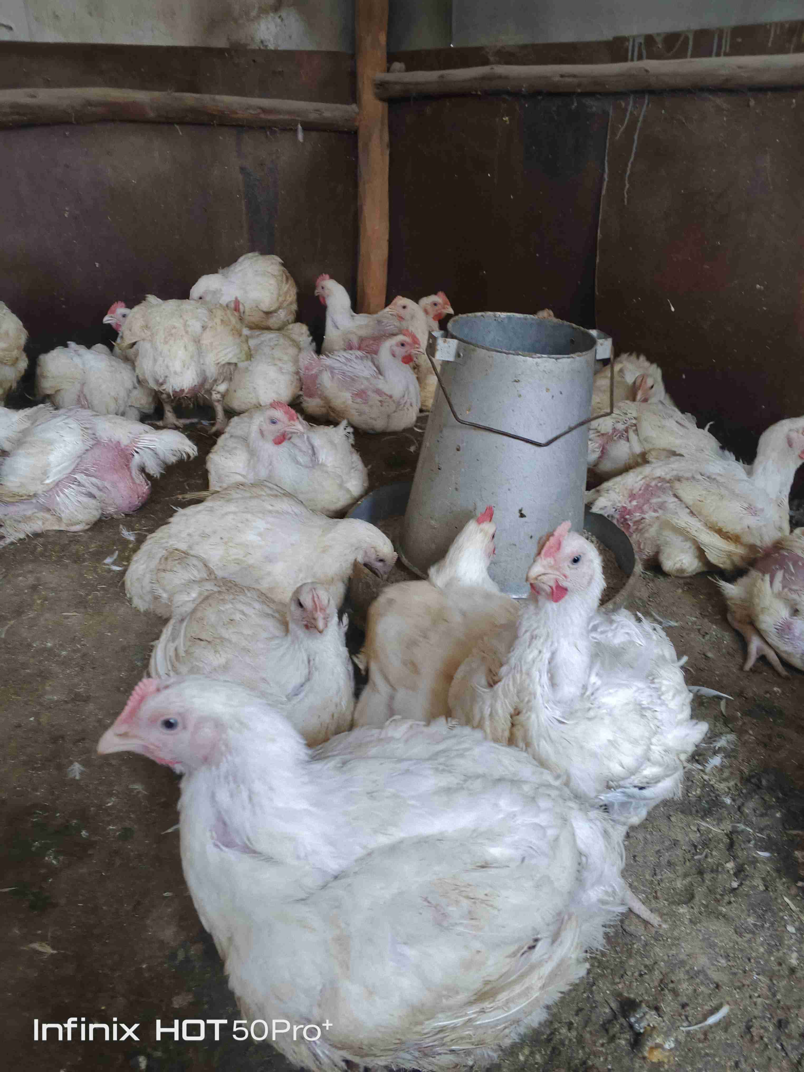 Chicken Broilers 