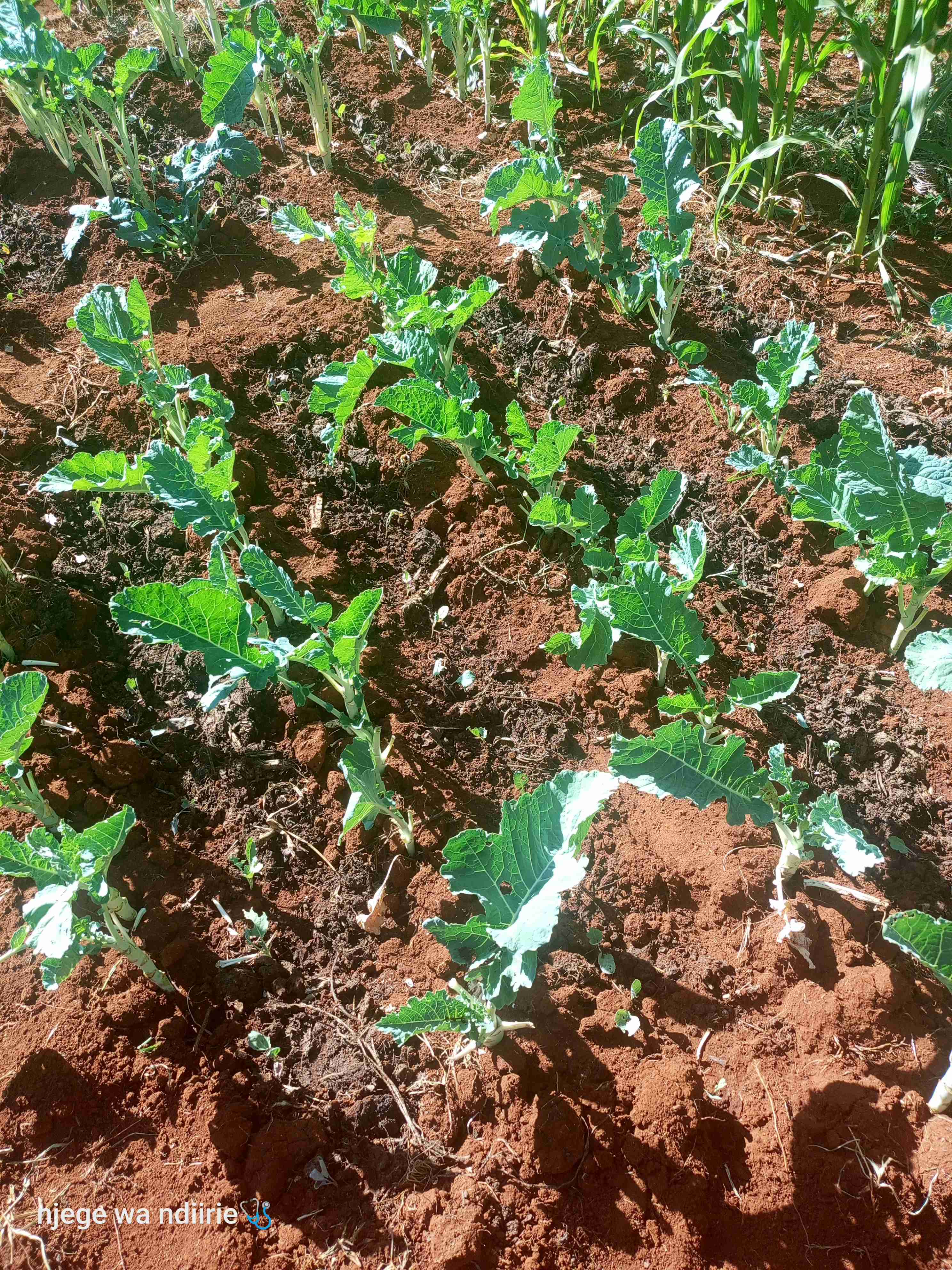 Spinach and kales