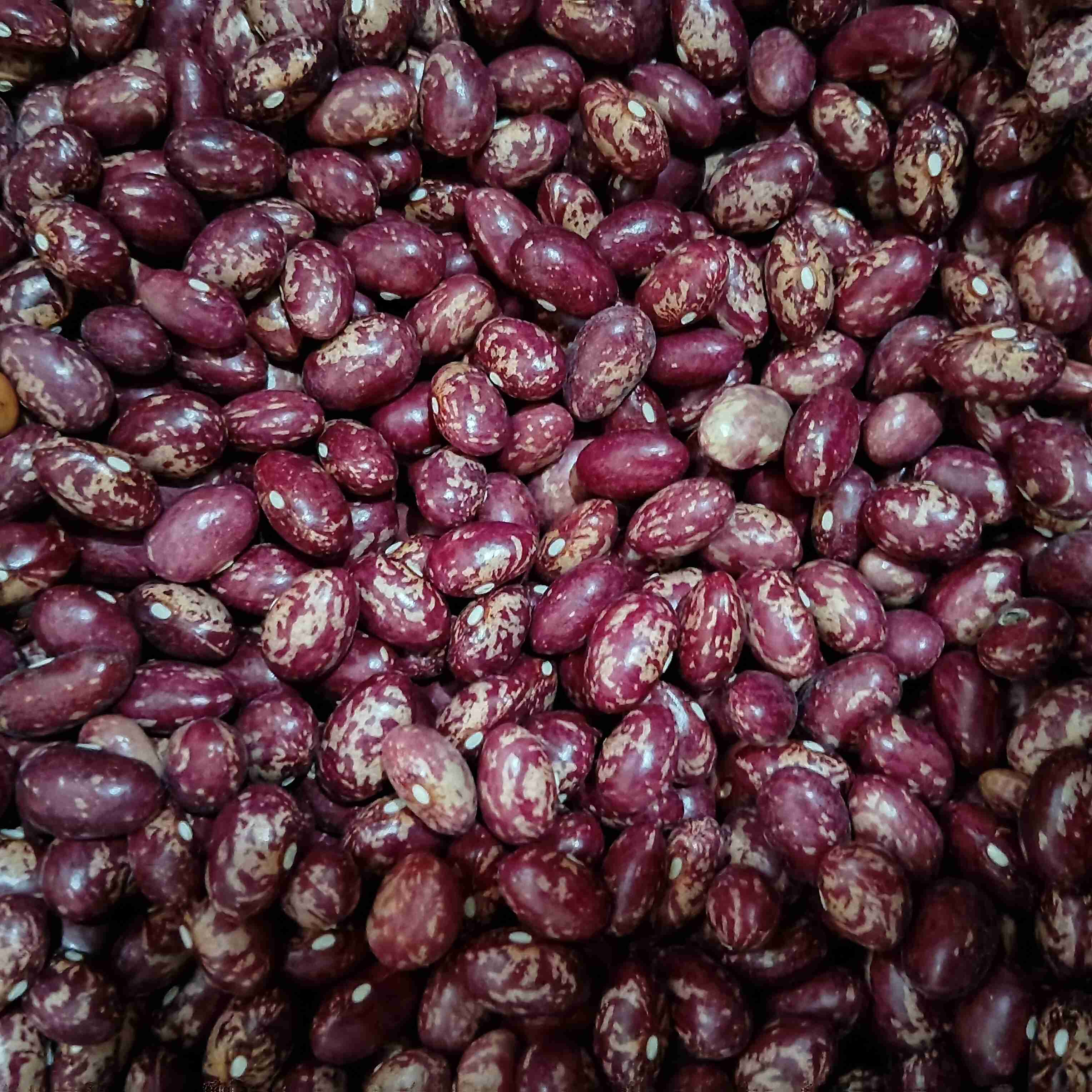 Beans 