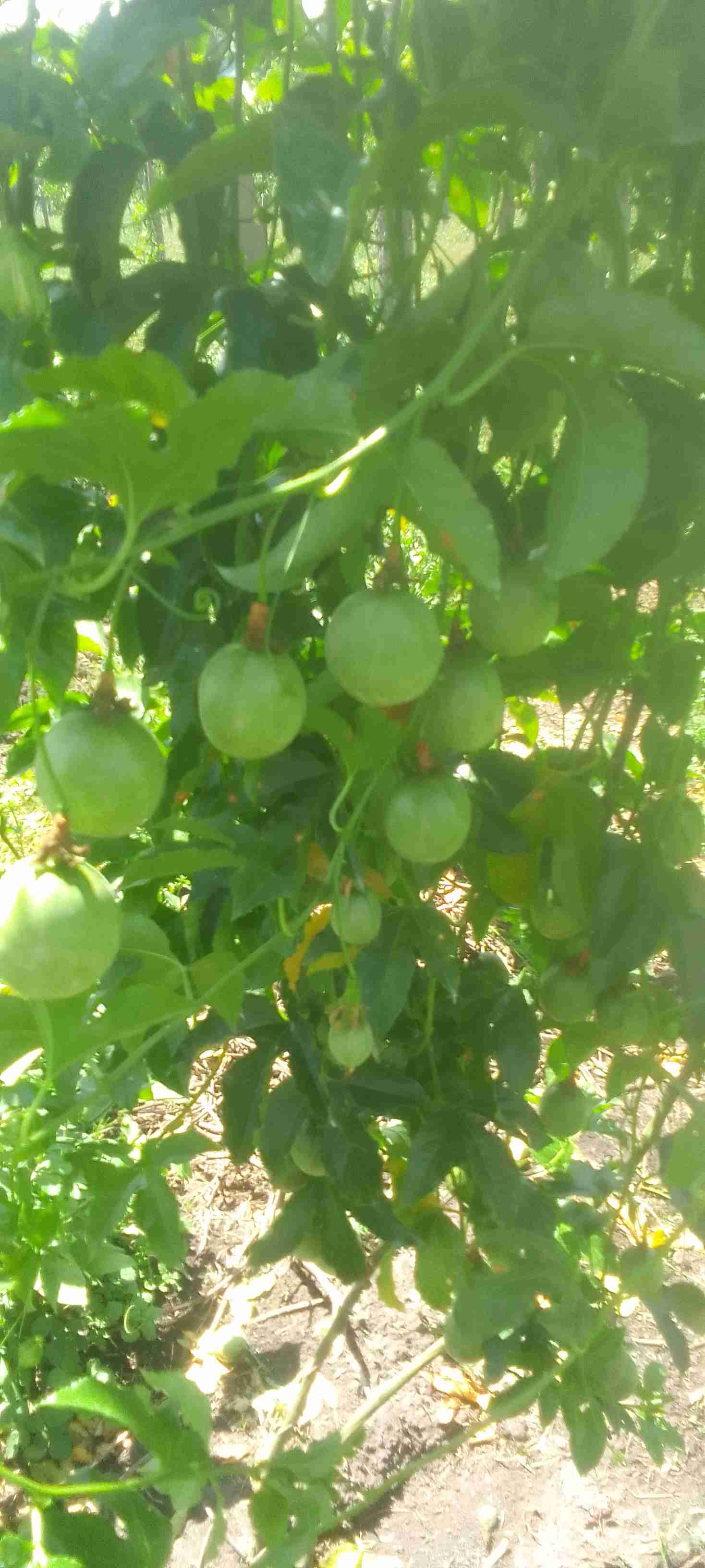 Passion fruits