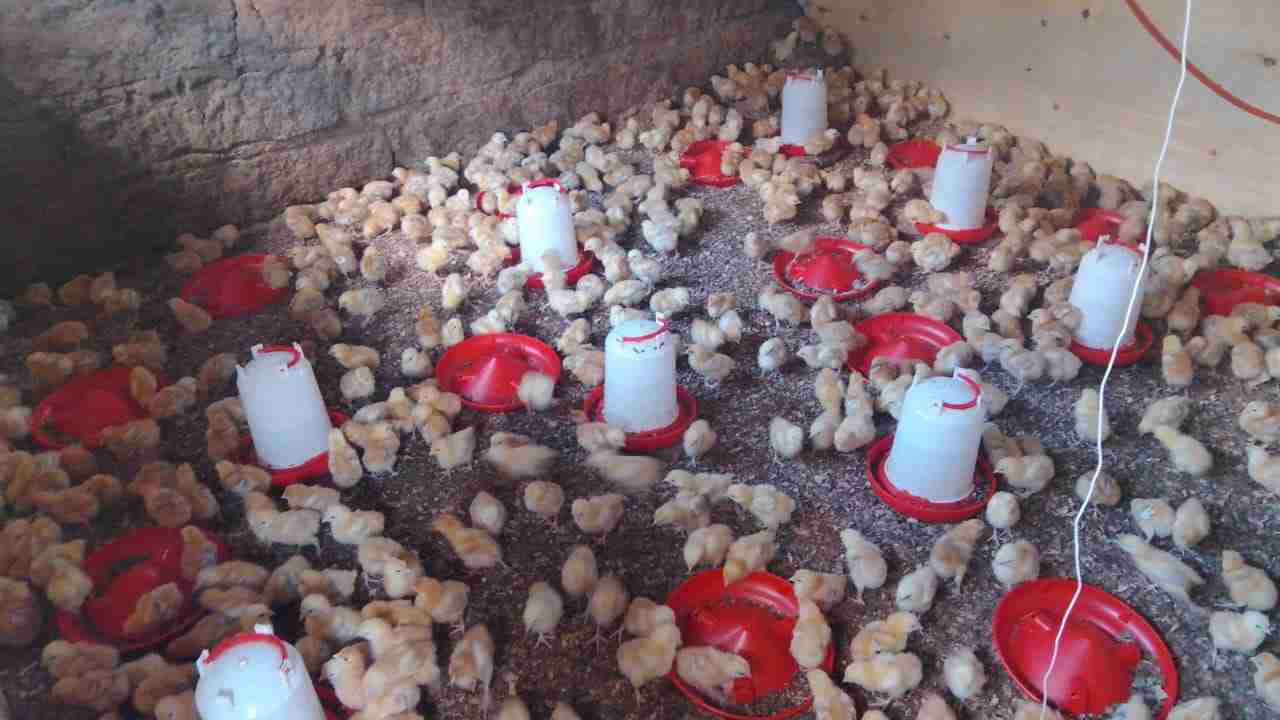 F1 Chicks fully vaccinated 