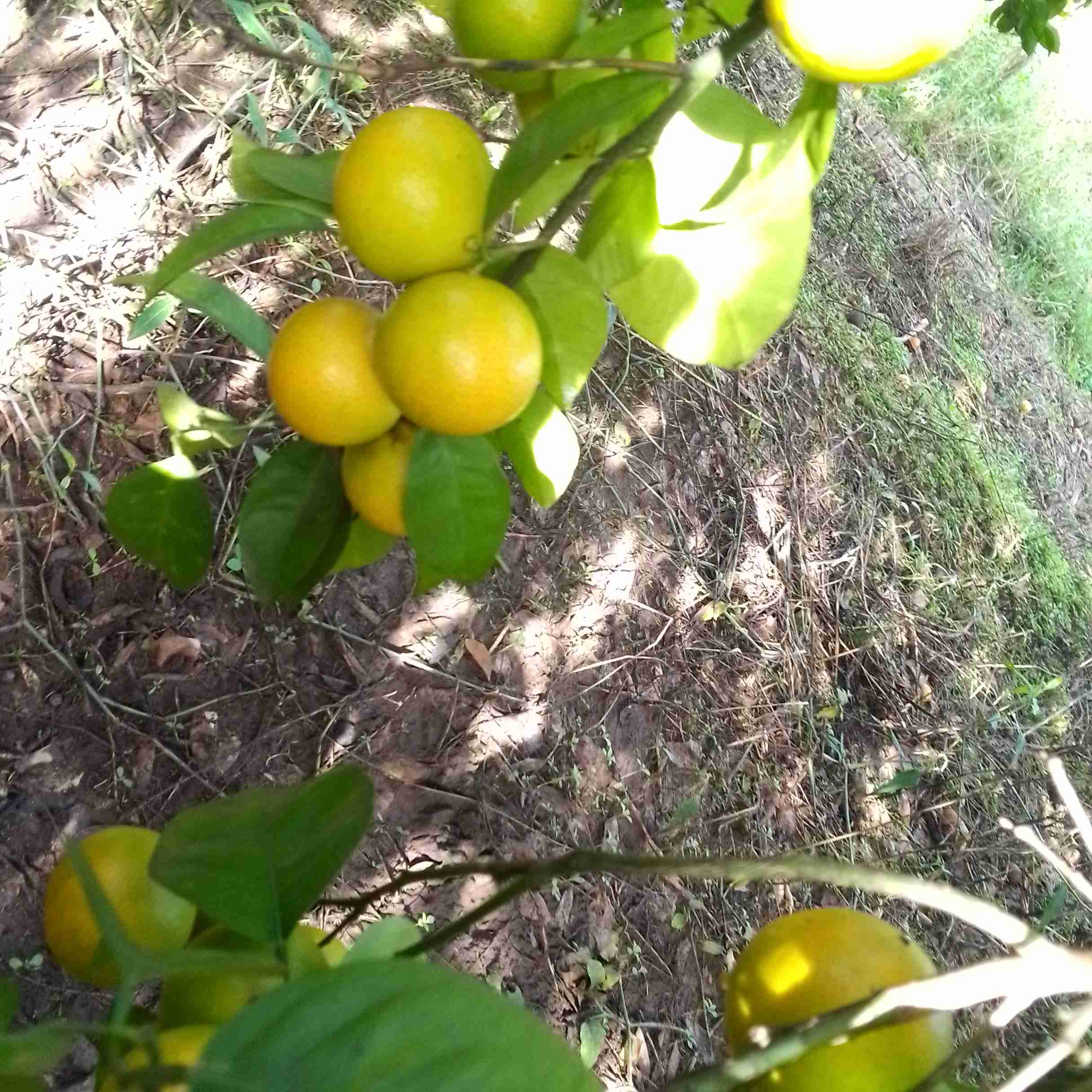 Pixie oranges 
