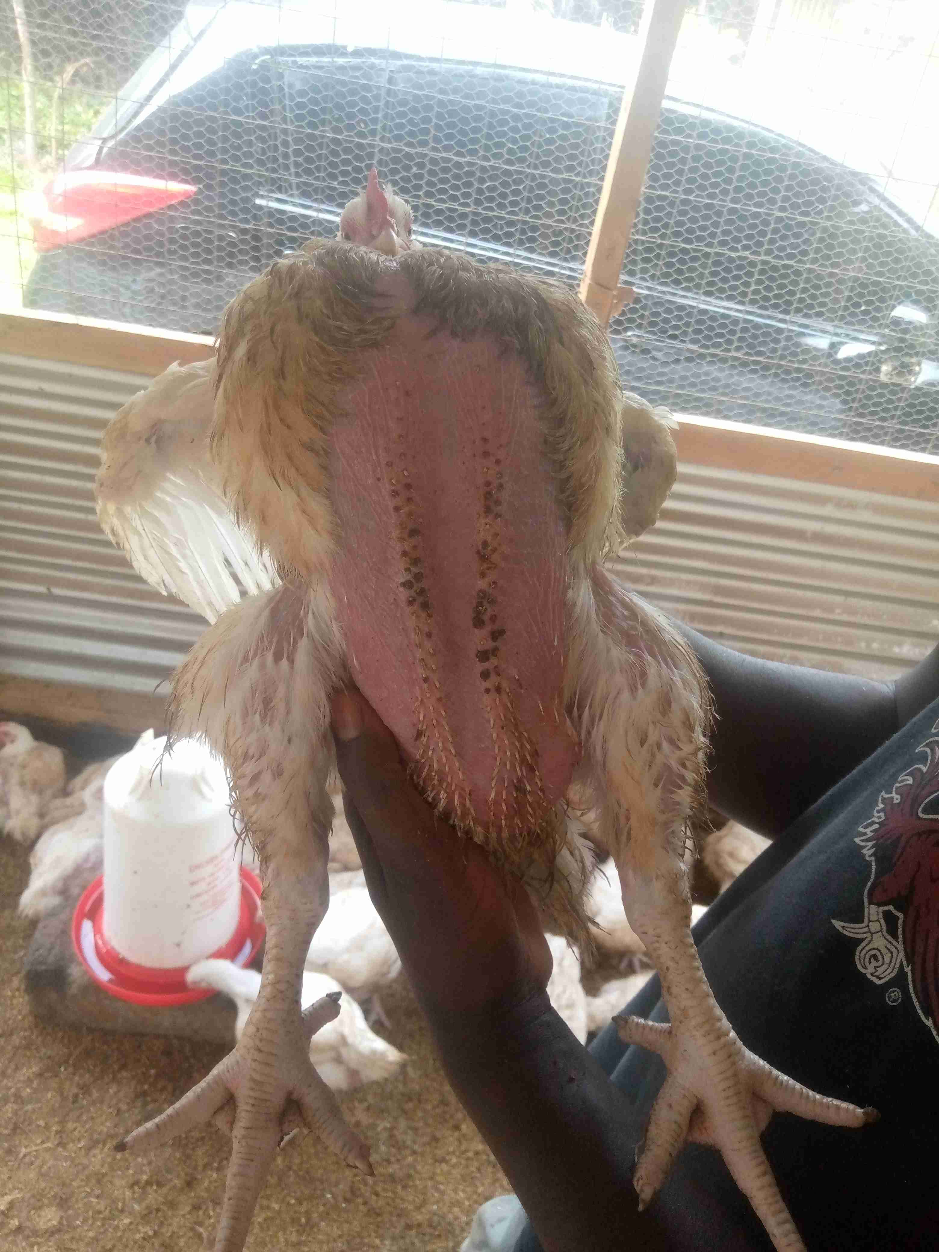 Broiler Chicken 