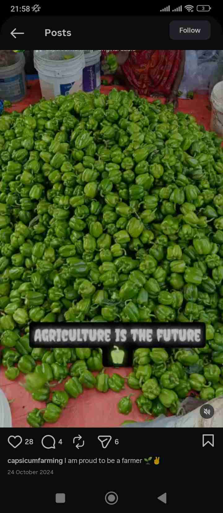 green capsicum 