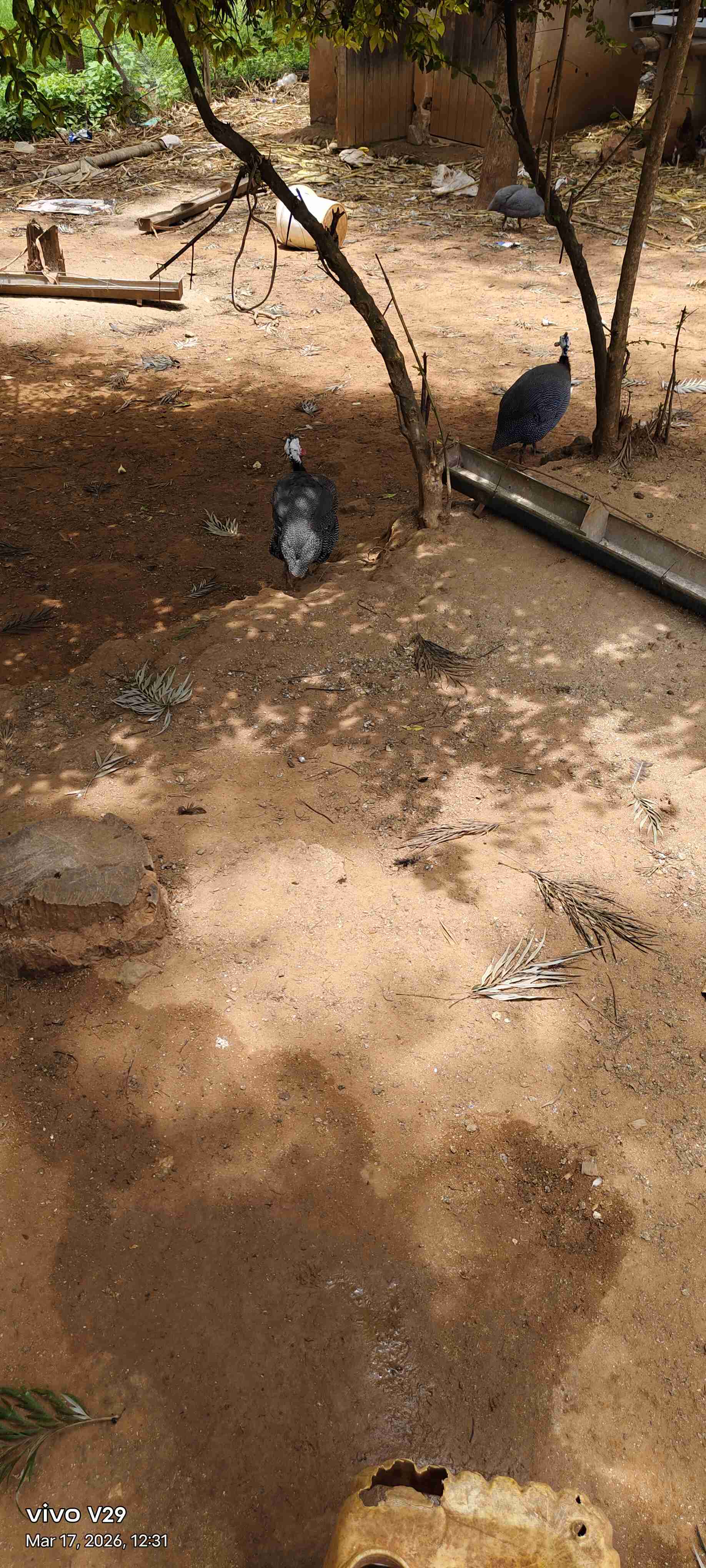 Guinea fowls