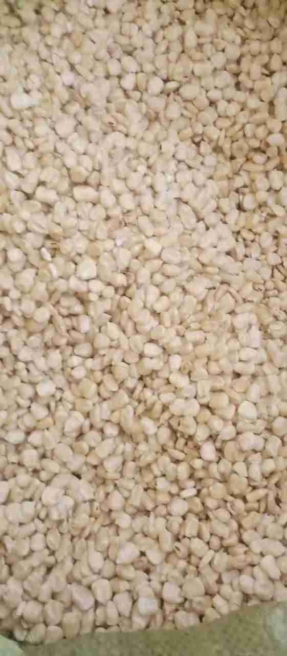 Maize