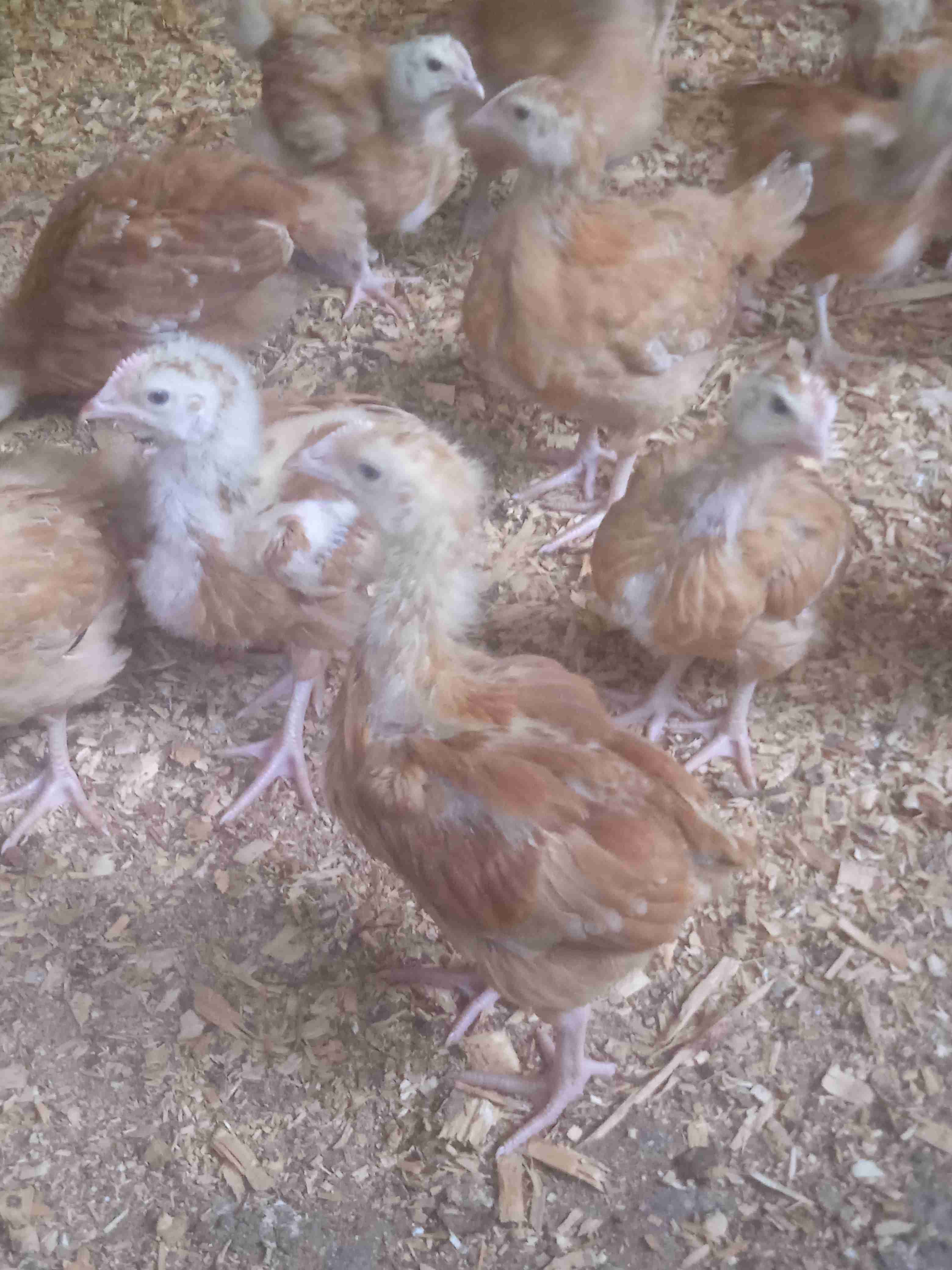Chicks
