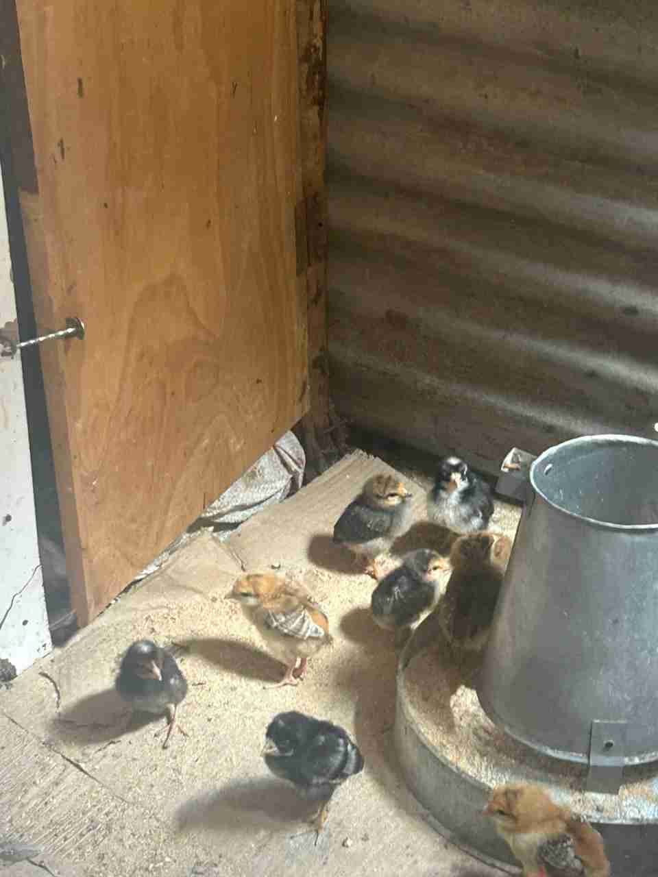 Kienyeji  poultry