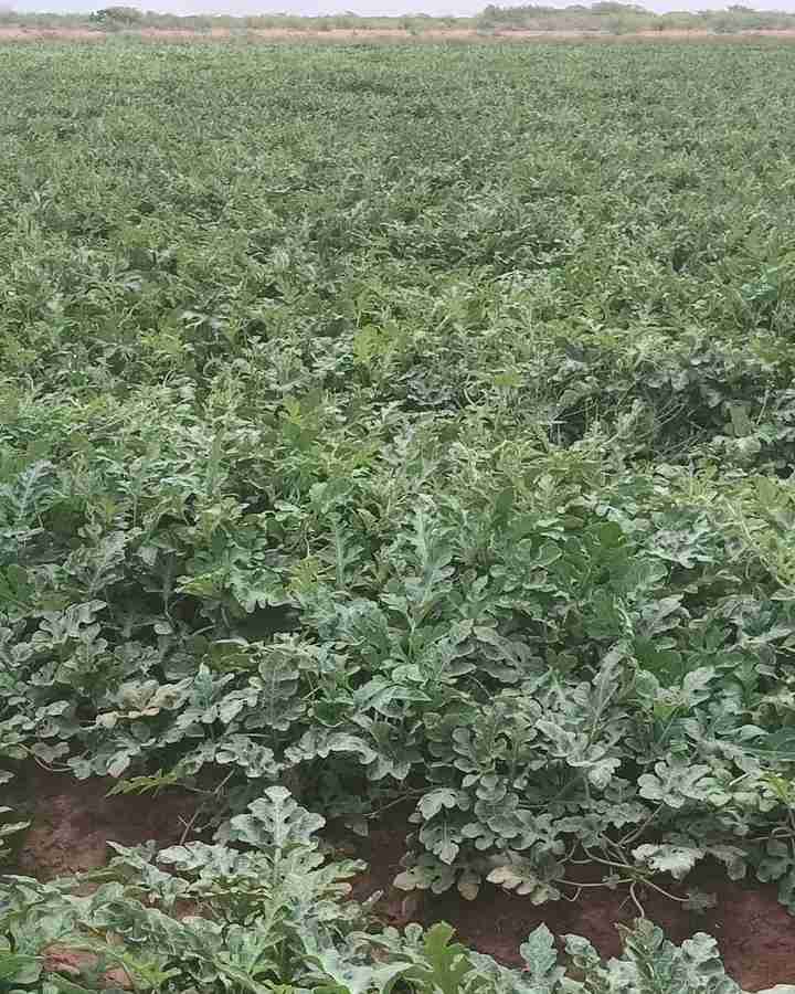 Watermelon sukari f1 
