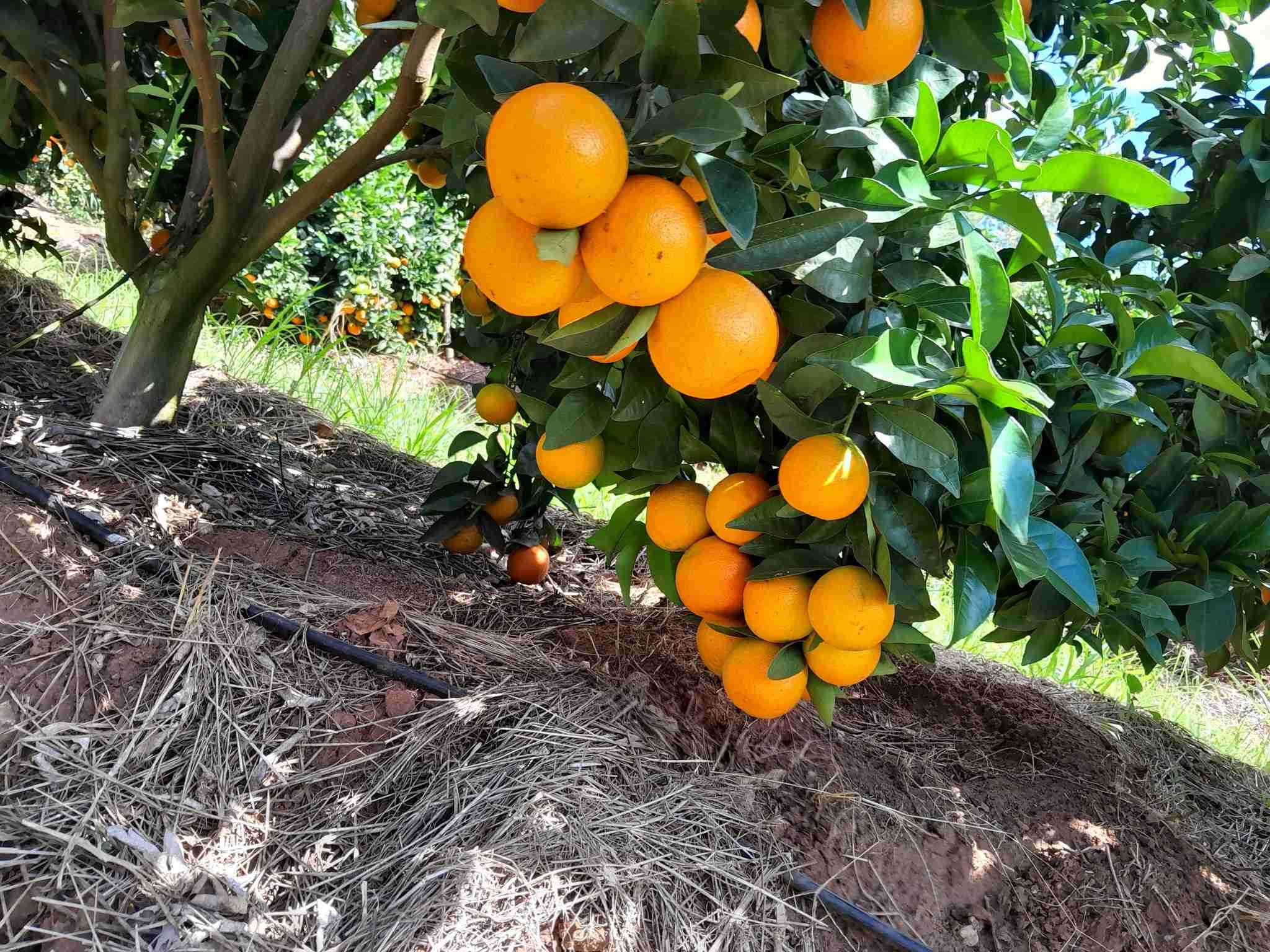 fresh Pixies
