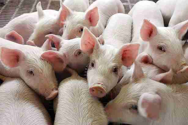 Piglets
