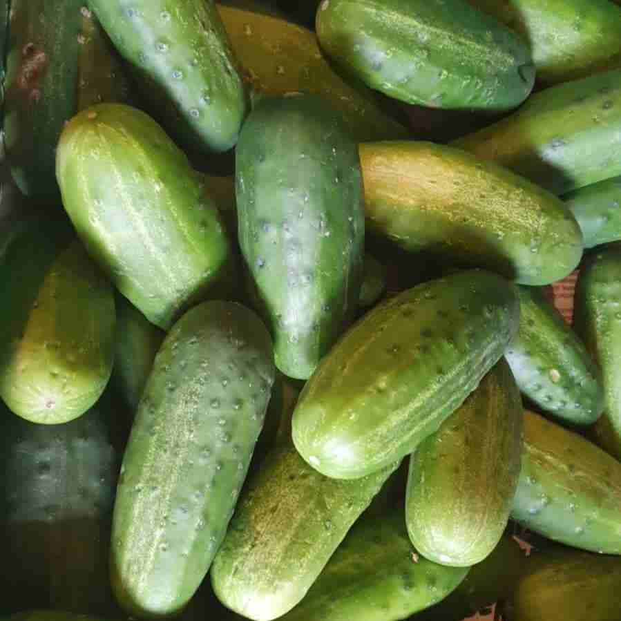 Cucumbers