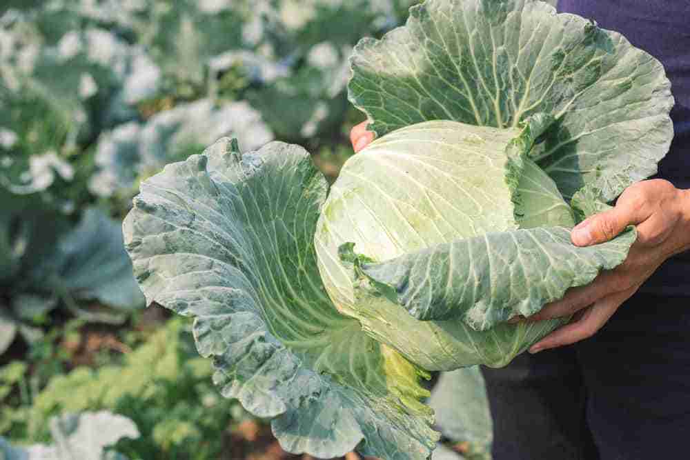 Cabbages