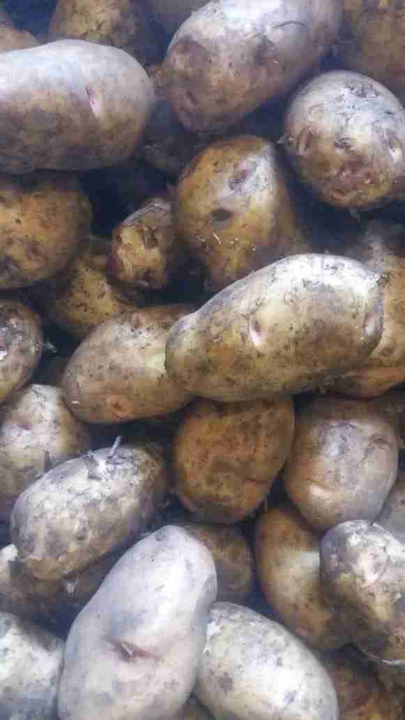 Chips Size Potatoes