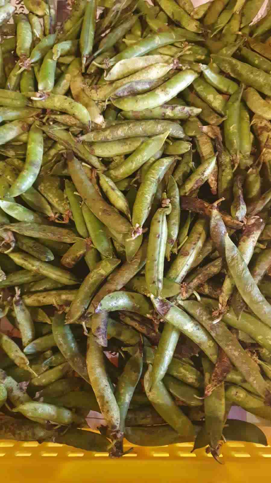 Green Peas