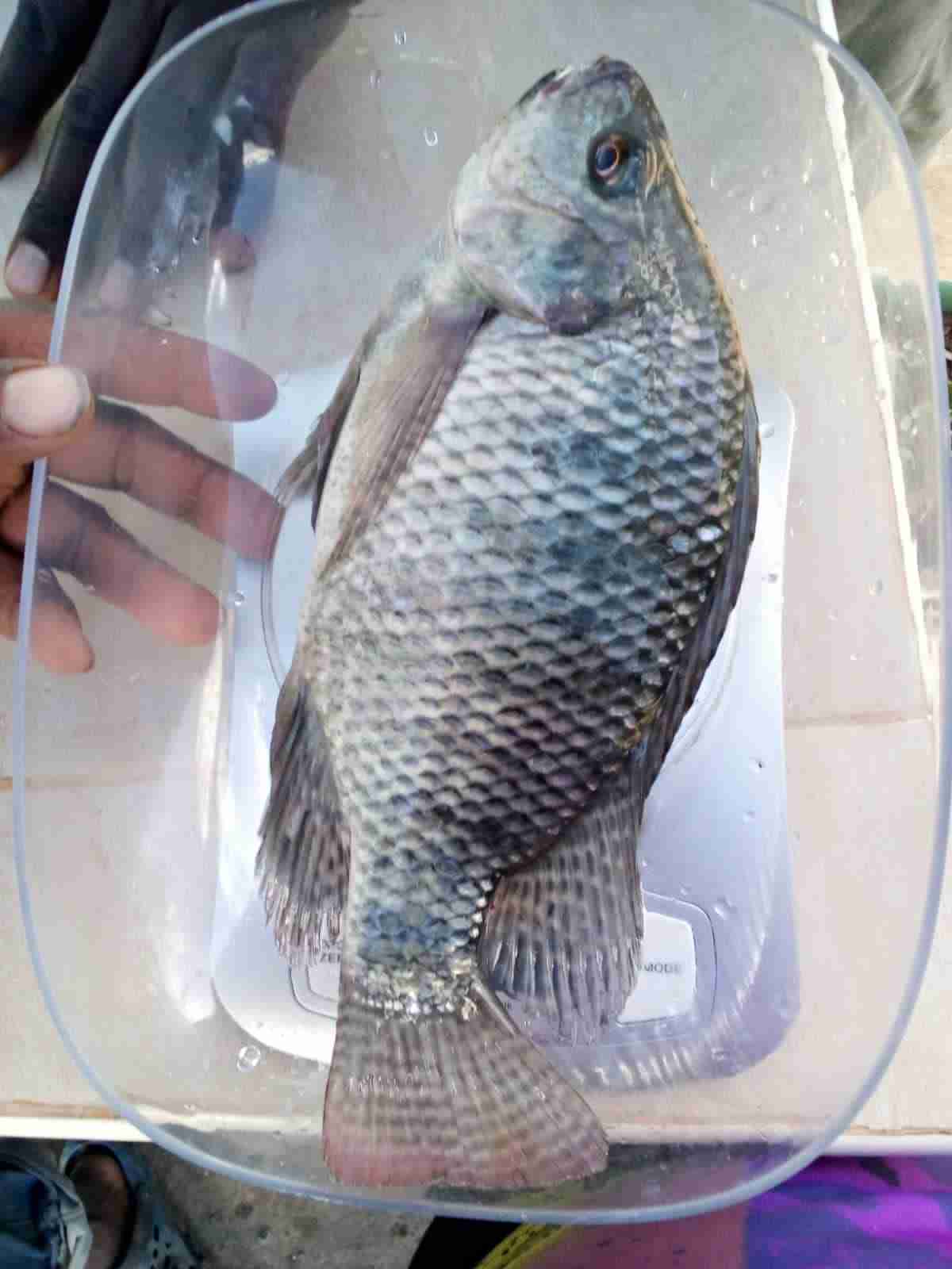 Live Tilapia 600g-1kg